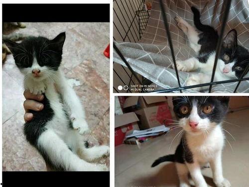 小猫绝育变成人了吗视频,揭秘神秘人形猫的诞生